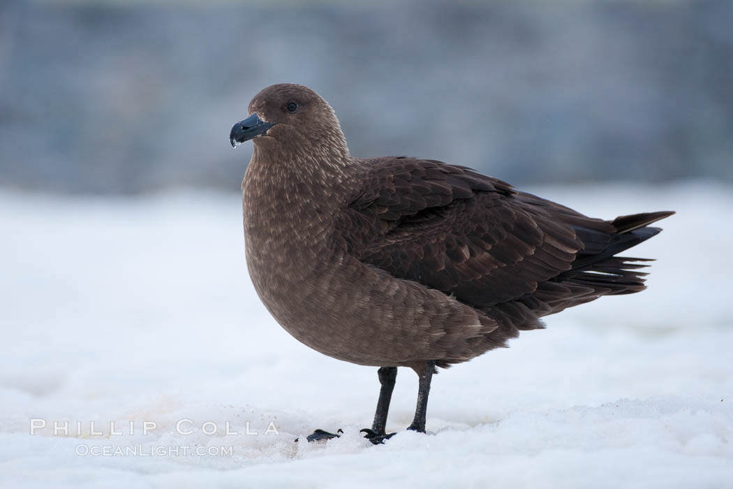 Brown skua in Antarctica. Cuverville Island, Antarctic Peninsula, Catharacta antarctica, Stercorarius antarctica, natural history stock photograph, photo id 25536