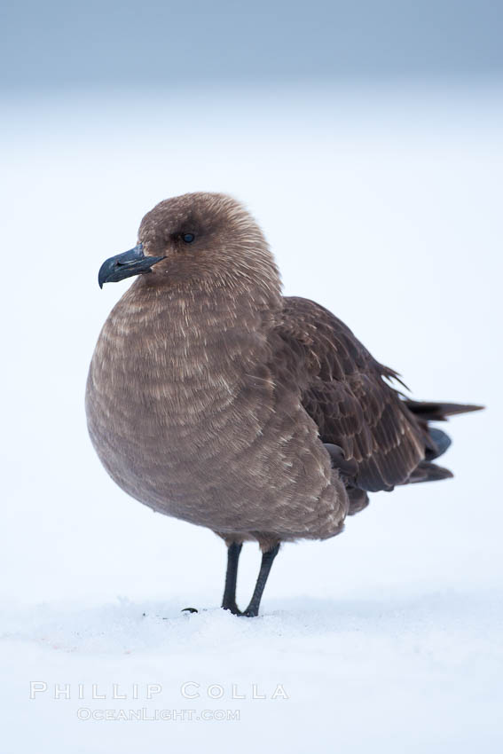 Brown skua in Antarctica. Cuverville Island, Antarctic Peninsula, Catharacta antarctica, Stercorarius antarctica, natural history stock photograph, photo id 25535