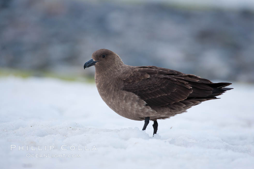 Brown skua in Antarctica. Cuverville Island, Antarctic Peninsula, Catharacta antarctica, Stercorarius antarctica, natural history stock photograph, photo id 25537