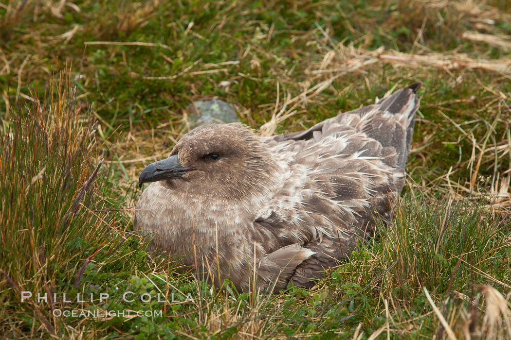 Brown skua in grass. Stromness Harbour, South Georgia Island, Stercorarius antarctica, natural history stock photograph, photo id 24585