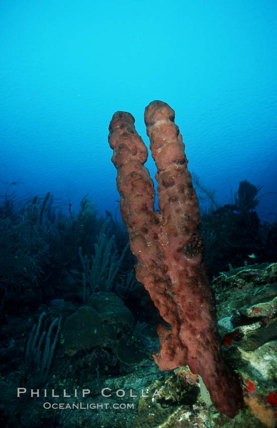 Brown tube sponge. Roatan, Honduras, Agelas conifera, natural history stock photograph, photo id 04607