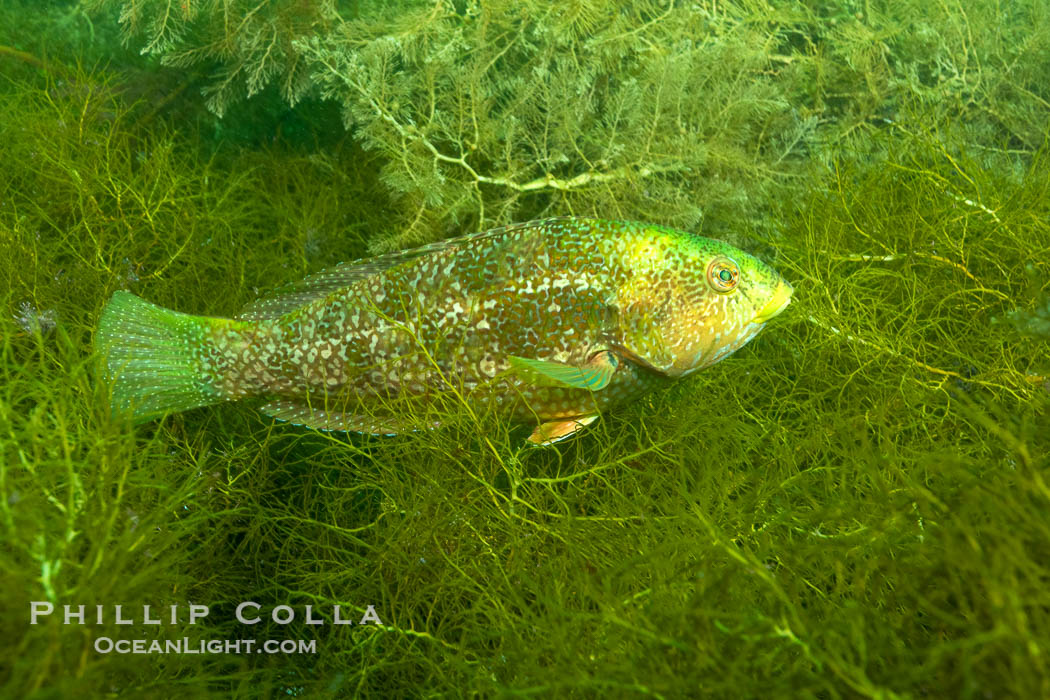 Brownspotted Wrasse, Notolabrus parilus, Kangaroo Island, South Australia., Notolabrus parilus, natural history stock photograph, photo id 39247