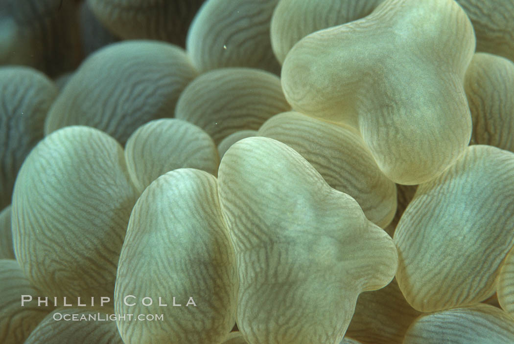 Bubble coral, Northern Red Sea. Egyptian Red Sea, Plerogyra sinuosa, natural history stock photograph, photo id 05292