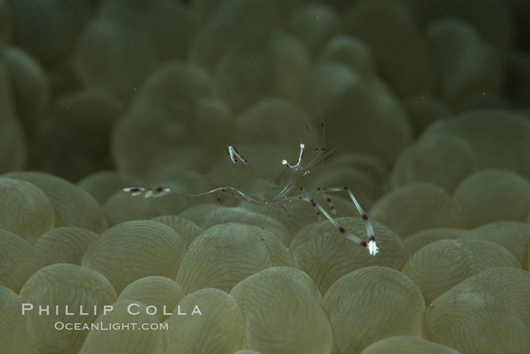 Unidentified marine shrimp on bubble coral, Northern Red Sea. Egyptian Red Sea, Plerogyra sinuosa, natural history stock photograph, photo id 05855