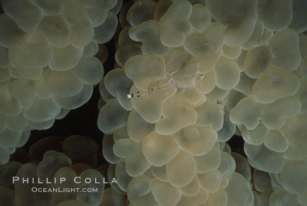 Bubble coral, Northern Red Sea. Egyptian Red Sea, Plerogyra sinuosa, natural history stock photograph, photo id 05293