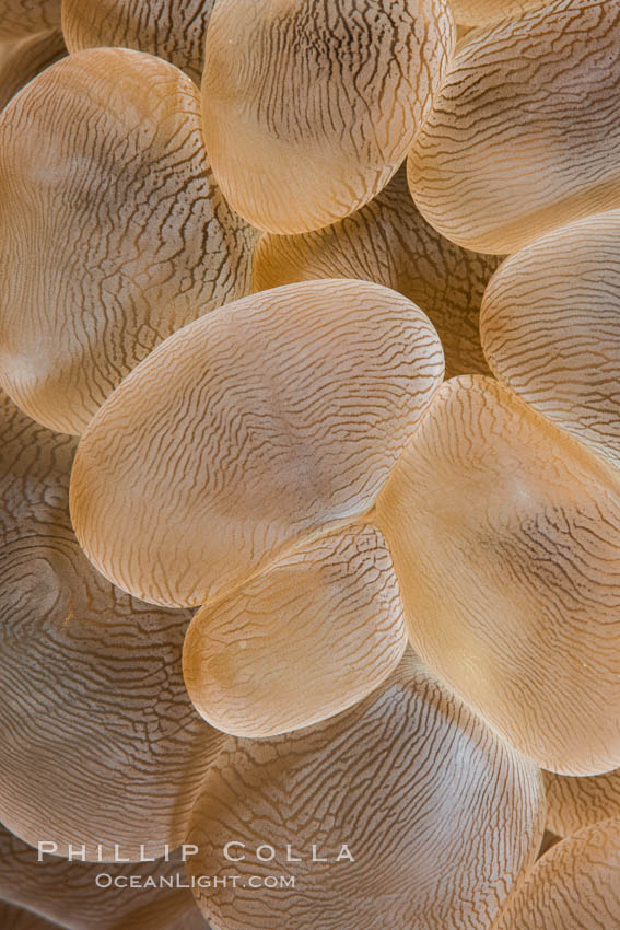 Bubble coral polyp detail, Plerogyra sinuosa, Fiji., Plerogyra sinuosa, natural history stock photograph, photo id 34874