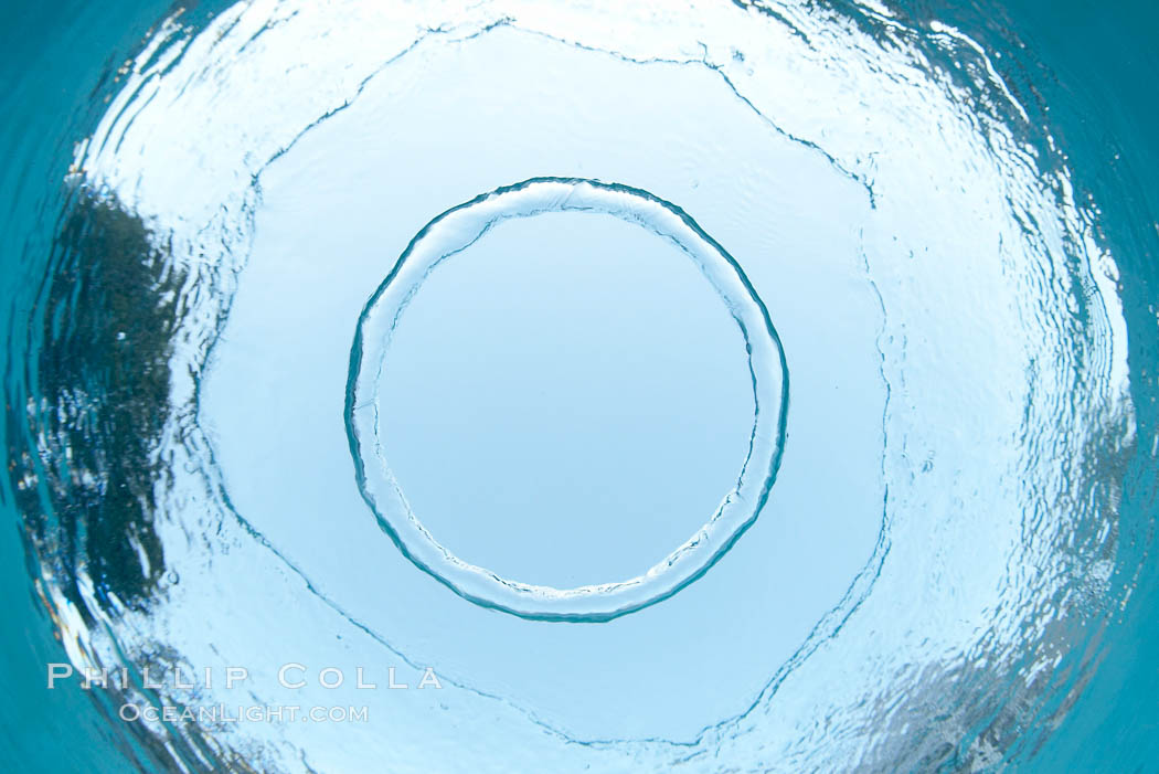 A bubble ring.  A toroidal bubble ring rises through the water on its way to the surface., natural history stock photograph, photo id 20781