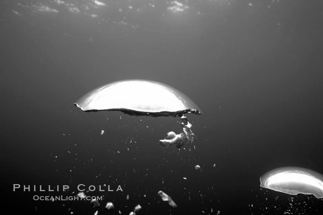 Bubbles rise from the depths of the ocean.  Black and white / grainy. Galapagos Islands, Ecuador, natural history stock photograph, photo id 16447