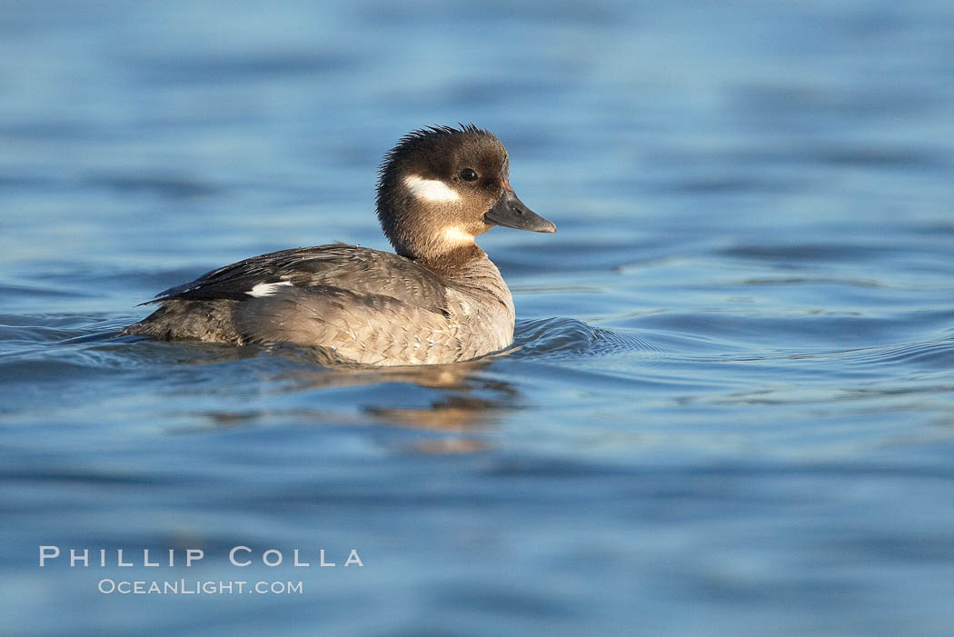 Bufflehead. San Diego River, California, USA, Bucephala albeola, natural history stock photograph, photo id 18427