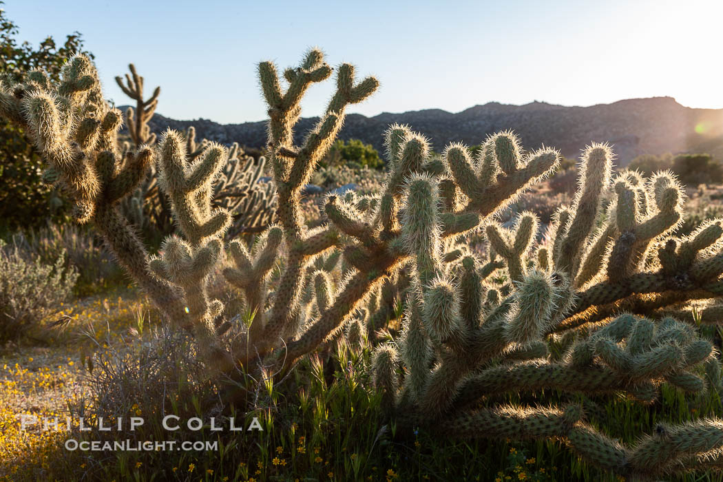 Buckhorn cholla cactus, sunset, near Borrego Valley. Anza-Borrego Desert State Park, Borrego Springs, California, USA, Opuntia acanthocarpa, natural history stock photograph, photo id 10971