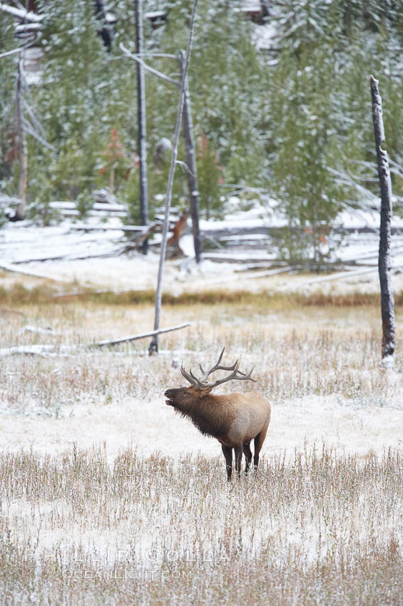 Male elk bugling during the fall rut. Large male elk are known as bulls. Male elk have large antlers which are shed each year. Male elk engage in competitive mating behaviors during the rut, including posturing, antler wrestling and bugling, a loud series of screams which is intended to establish dominance over other males and attract females. Yellowstone National Park, Wyoming, USA, Cervus canadensis, natural history stock photograph, photo id 19714