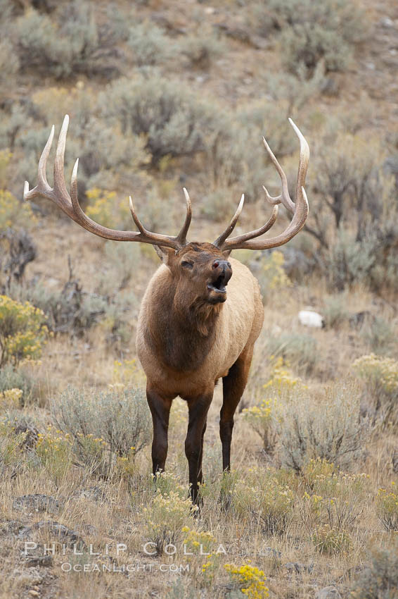 Male elk bugling during the fall rut. Large male elk are known as bulls. Male elk have large antlers which are shed each year. Male elk engage in competitive mating behaviors during the rut, including posturing, antler wrestling and bugling, a loud series of screams which is intended to establish dominance over other males and attract females. Mammoth Hot Springs, Yellowstone National Park, Wyoming, USA, Cervus canadensis, natural history stock photograph, photo id 19750