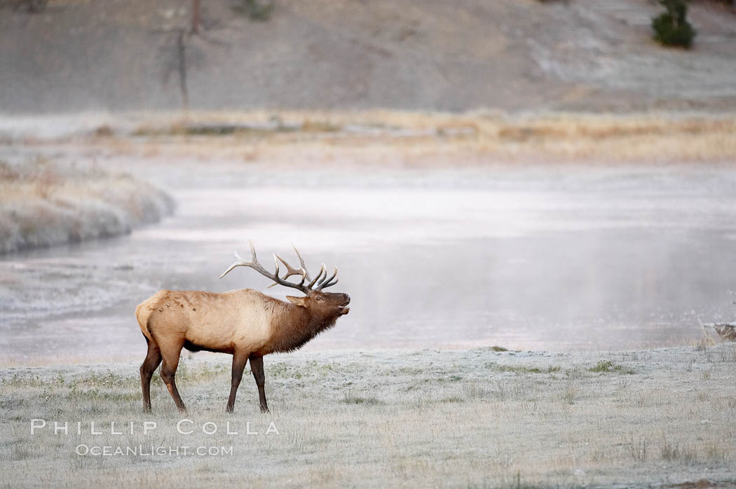 Male elk bugling during the fall rut. Large male elk are known as bulls. Male elk have large antlers which are shed each year. Male elk engage in competitive mating behaviors during the rut, including posturing, antler wrestling and bugling, a loud series of screams which is intended to establish dominance over other males and attract females. Madison River, Yellowstone National Park, Wyoming, USA, Cervus canadensis, natural history stock photograph, photo id 19766