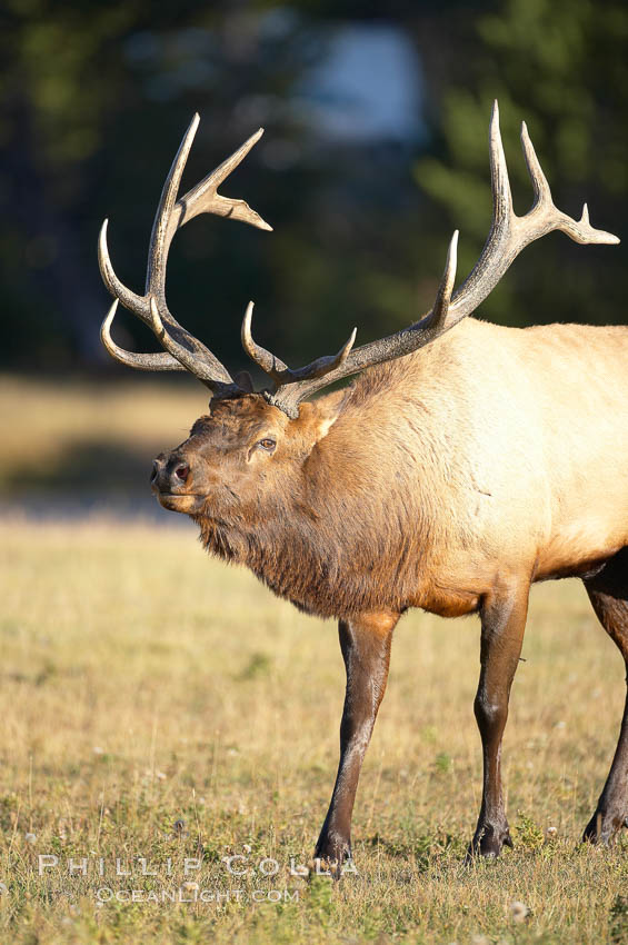 Male elk during the fall rut. Large male elk are known as bulls. Male elk have large antlers which are shed each year. Males engage in competitive mating behaviors during the rut, including posturing, antler wrestling and bugling, a loud series of screams which is intended to establish dominance over other males and attract females. Yellowstone National Park, Wyoming, USA, Cervus canadensis, natural history stock photograph, photo id 20982