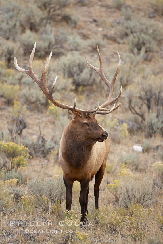 Male elk during the fall rut. Large male elk are known as bulls. Male elk have large antlers which are shed each year. Males engage in competitive mating behaviors during the rut, including posturing, antler wrestling and bugling, a loud series of screams which is intended to establish dominance over other males and attract females. Mammoth Hot Springs, Yellowstone National Park, Wyoming, USA, Cervus canadensis, natural history stock photograph, photo id 20994