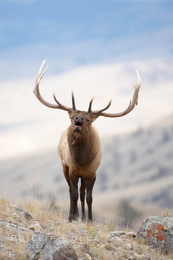 Male elk bugling during the fall rut. Large male elk are known as bulls. Male elk have large antlers which are shed each year. Male elk engage in competitive mating behaviors during the rut, including posturing, antler wrestling and bugling, a loud series of screams which is intended to establish dominance over other males and attract females. Mammoth Hot Springs, Yellowstone National Park, Wyoming, USA, Cervus canadensis, natural history stock photograph, photo id 19736