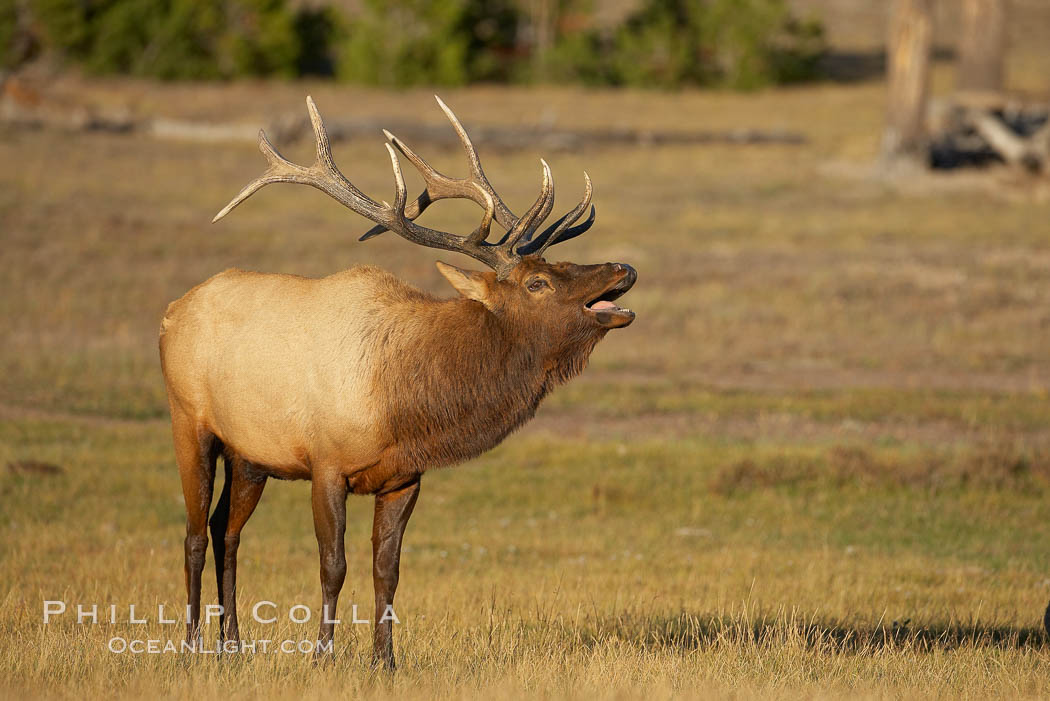 Male elk bugling during the fall rut. Large male elk are known as bulls. Male elk have large antlers which are shed each year. Male elk engage in competitive mating behaviors during the rut, including posturing, antler wrestling and bugling, a loud series of screams which is intended to establish dominance over other males and attract females. Yellowstone National Park, Wyoming, USA, Cervus canadensis, natural history stock photograph, photo id 19764