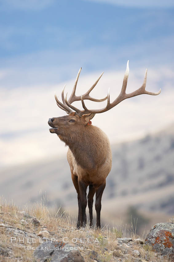 Male elk bugling during the fall rut. Large male elk are known as bulls. Male elk have large antlers which are shed each year. Male elk engage in competitive mating behaviors during the rut, including posturing, antler wrestling and bugling, a loud series of screams which is intended to establish dominance over other males and attract females. Mammoth Hot Springs, Yellowstone National Park, Wyoming, USA, Cervus canadensis, natural history stock photograph, photo id 19788