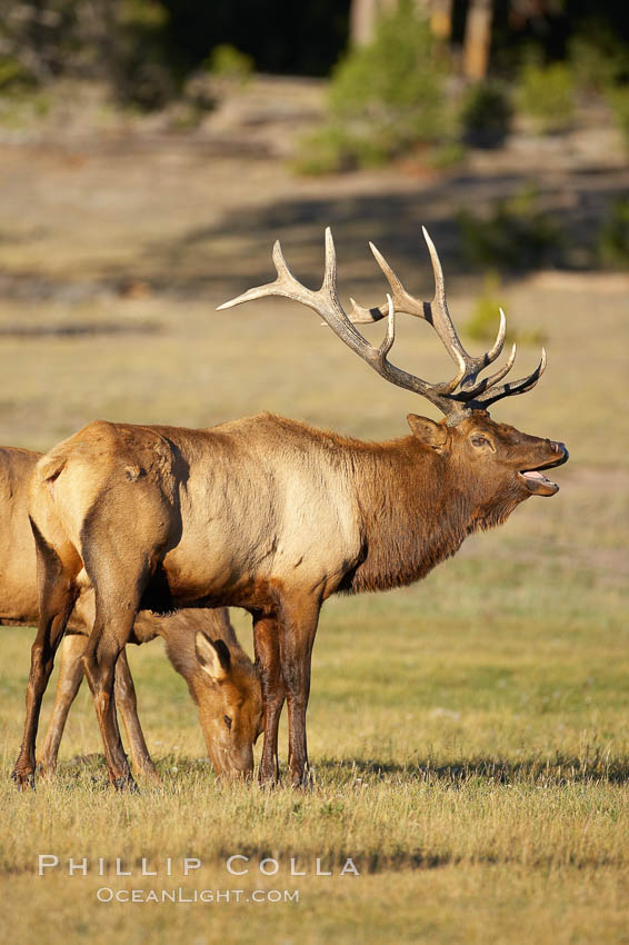 Male elk during the fall rut. Large male elk are known as bulls. Male elk have large antlers which are shed each year. Males engage in competitive mating behaviors during the rut, including posturing, antler wrestling and bugling, a loud series of screams which is intended to establish dominance over other males and attract females. Yellowstone National Park, Wyoming, USA, Cervus canadensis, natural history stock photograph, photo id 20984