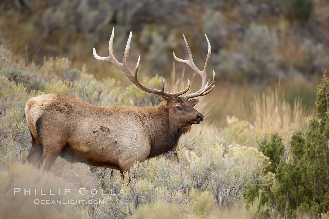 Male elk during the fall rut. Large male elk are known as bulls. Male elk have large antlers which are shed each year. Males engage in competitive mating behaviors during the rut, including posturing, antler wrestling and bugling, a loud series of screams which is intended to establish dominance over other males and attract females. Mammoth Hot Springs, Yellowstone National Park, Wyoming, USA, Cervus canadensis, natural history stock photograph, photo id 20992