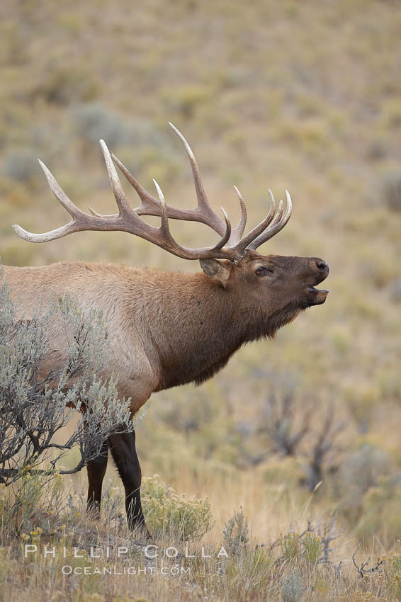 Male elk during the fall rut. Large male elk are known as bulls. Male elk have large antlers which are shed each year. Males engage in competitive mating behaviors during the rut, including posturing, antler wrestling and bugling, a loud series of screams which is intended to establish dominance over other males and attract females. Mammoth Hot Springs, Yellowstone National Park, Wyoming, USA, Cervus canadensis, natural history stock photograph, photo id 20996