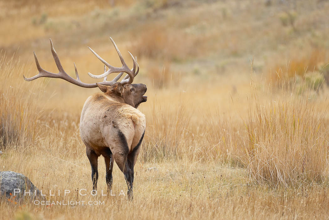 Male elk bugling during the fall rut. Large male elk are known as bulls. Male elk have large antlers which are shed each year. Male elk engage in competitive mating behaviors during the rut, including posturing, antler wrestling and bugling, a loud series of screams which is intended to establish dominance over other males and attract females. Yellowstone National Park, Wyoming, USA, Cervus canadensis, natural history stock photograph, photo id 19703