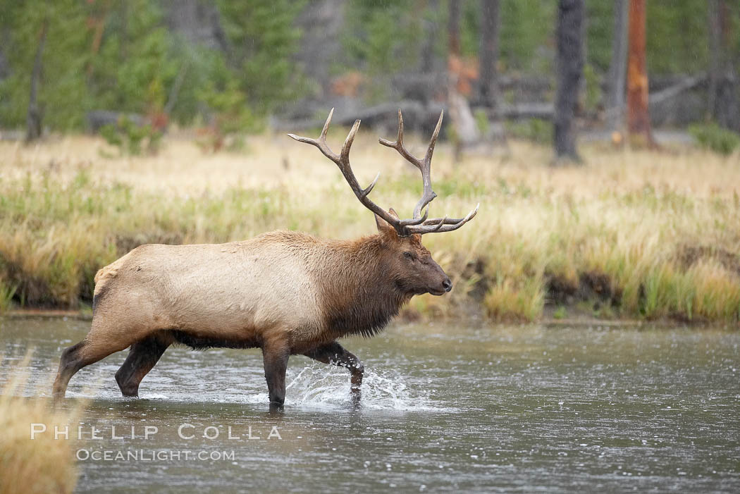 Male elk bugling during the fall rut. Large male elk are known as bulls. Male elk have large antlers which are shed each year. Male elk engage in competitive mating behaviors during the rut, including posturing, antler wrestling and bugling, a loud series of screams which is intended to establish dominance over other males and attract females. Madison River, Yellowstone National Park, Wyoming, USA, Cervus canadensis, natural history stock photograph, photo id 19711