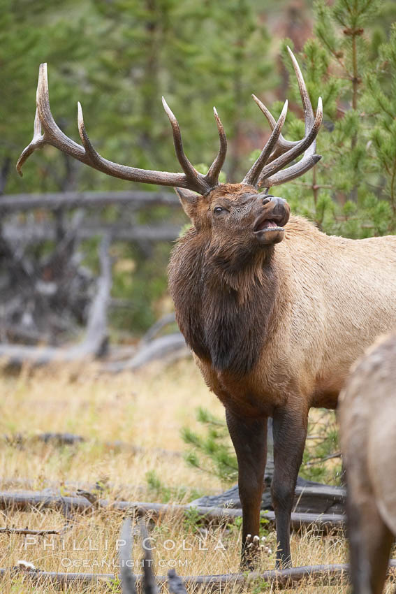 Male elk bugling during the fall rut. Large male elk are known as bulls. Male elk have large antlers which are shed each year. Male elk engage in competitive mating behaviors during the rut, including posturing, antler wrestling and bugling, a loud series of screams which is intended to establish dominance over other males and attract females. Yellowstone National Park, Wyoming, USA, Cervus canadensis, natural history stock photograph, photo id 19731