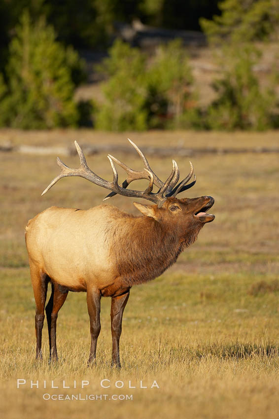 Male elk bugling during the fall rut. Large male elk are known as bulls. Male elk have large antlers which are shed each year. Male elk engage in competitive mating behaviors during the rut, including posturing, antler wrestling and bugling, a loud series of screams which is intended to establish dominance over other males and attract females. Yellowstone National Park, Wyoming, USA, Cervus canadensis, natural history stock photograph, photo id 19771