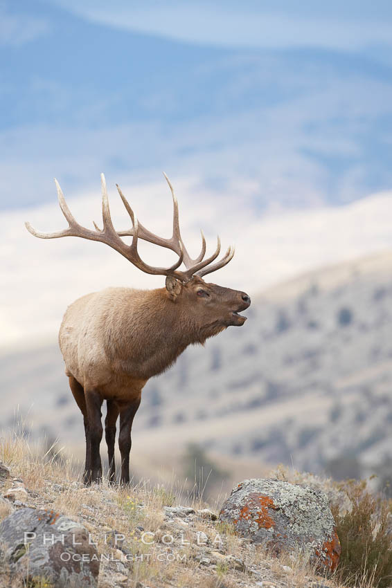 Male elk bugling during the fall rut. Large male elk are known as bulls. Male elk have large antlers which are shed each year. Male elk engage in competitive mating behaviors during the rut, including posturing, antler wrestling and bugling, a loud series of screams which is intended to establish dominance over other males and attract females. Mammoth Hot Springs, Yellowstone National Park, Wyoming, USA, Cervus canadensis, natural history stock photograph, photo id 19787