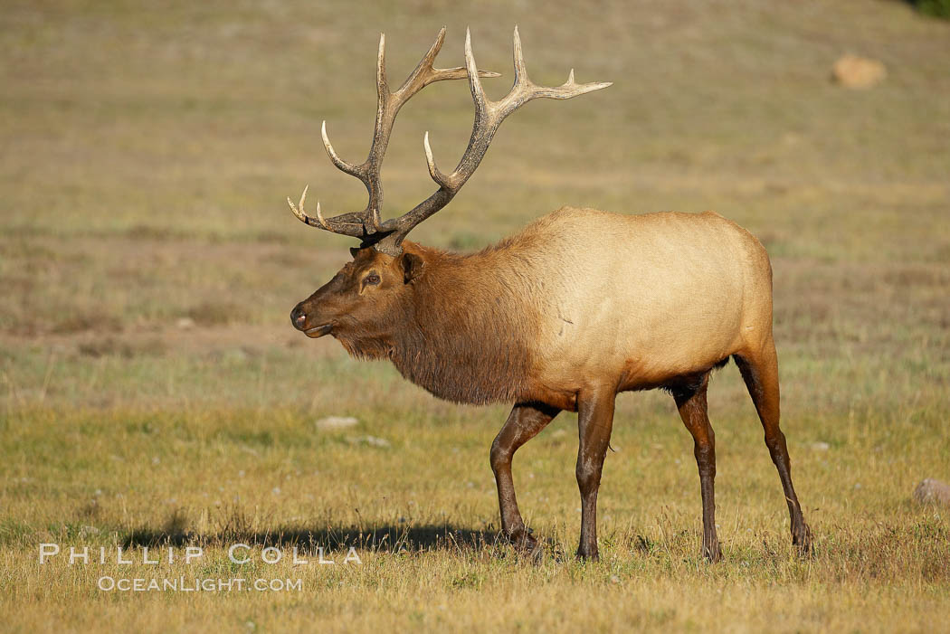 Male elk during the fall rut. Large male elk are known as bulls. Male elk have large antlers which are shed each year. Males engage in competitive mating behaviors during the rut, including posturing, antler wrestling and bugling, a loud series of screams which is intended to establish dominance over other males and attract females. Yellowstone National Park, Wyoming, USA, Cervus canadensis, natural history stock photograph, photo id 20983