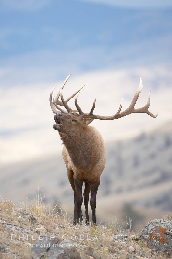 Male elk bugling during the fall rut. Large male elk are known as bulls. Male elk have large antlers which are shed each year. Male elk engage in competitive mating behaviors during the rut, including posturing, antler wrestling and bugling, a loud series of screams which is intended to establish dominance over other males and attract females. Mammoth Hot Springs, Yellowstone National Park, Wyoming, USA, Cervus canadensis, natural history stock photograph, photo id 19705