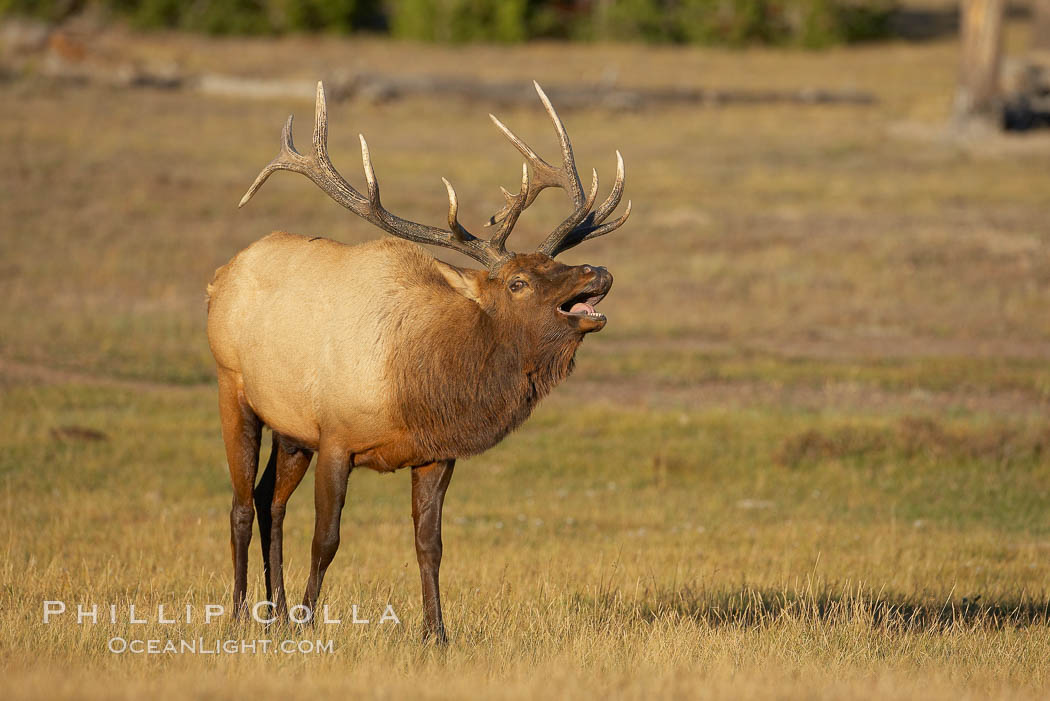 Male elk bugling during the fall rut. Large male elk are known as bulls. Male elk have large antlers which are shed each year. Male elk engage in competitive mating behaviors during the rut, including posturing, antler wrestling and bugling, a loud series of screams which is intended to establish dominance over other males and attract females. Yellowstone National Park, Wyoming, USA, Cervus canadensis, natural history stock photograph, photo id 19729