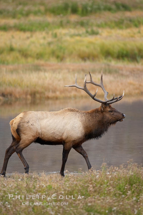 Male elk bugling during the fall rut. Large male elk are known as bulls. Male elk have large antlers which are shed each year. Male elk engage in competitive mating behaviors during the rut, including posturing, antler wrestling and bugling, a loud series of screams which is intended to establish dominance over other males and attract females. Madison River, Yellowstone National Park, Wyoming, USA, Cervus canadensis, natural history stock photograph, photo id 19761