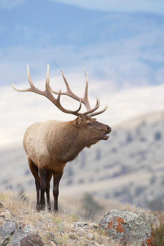 Male elk during the fall rut. Large male elk are known as bulls. Male elk have large antlers which are shed each year. Males engage in competitive mating behaviors during the rut, including posturing, antler wrestling and bugling, a loud series of screams which is intended to establish dominance over other males and attract females. Mammoth Hot Springs, Yellowstone National Park, Wyoming, USA, Cervus canadensis, natural history stock photograph, photo id 20993