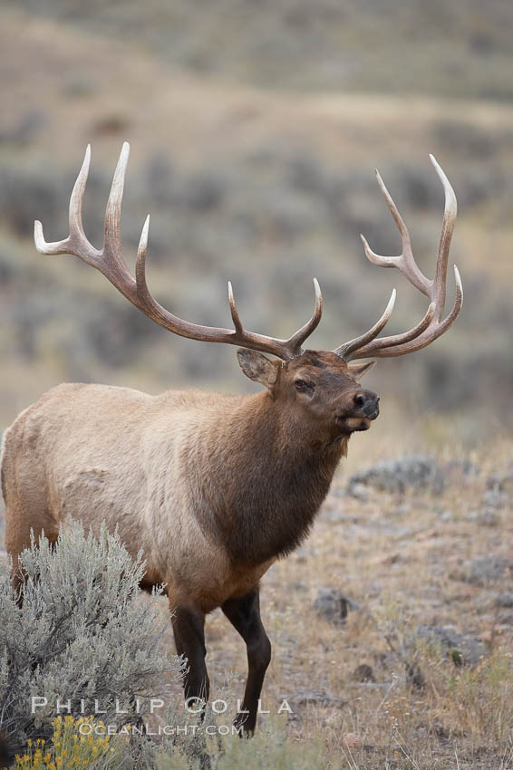 Male elk during the fall rut. Large male elk are known as bulls. Male elk have large antlers which are shed each year. Males engage in competitive mating behaviors during the rut, including posturing, antler wrestling and bugling, a loud series of screams which is intended to establish dominance over other males and attract females. Mammoth Hot Springs, Yellowstone National Park, Wyoming, USA, Cervus canadensis, natural history stock photograph, photo id 20997