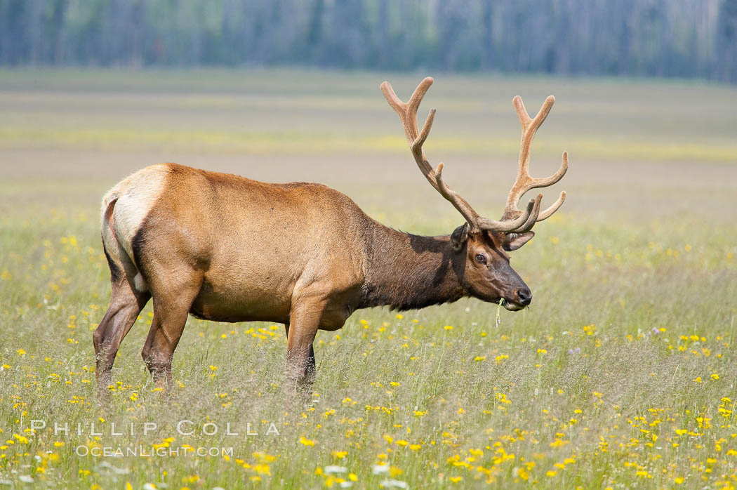 Elk grazing among wildflowers in Gibbon Meadow. Gibbon Meadows, Yellowstone National Park, Wyoming, USA, Cervus canadensis, natural history stock photograph, photo id 13198