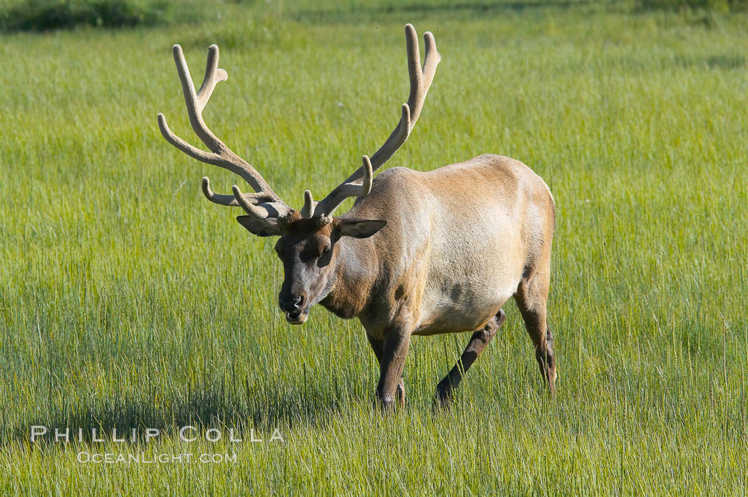 Bull elk, antlers bearing velvet, Gibbon Meadow. Elk are the most abundant large mammal found in Yellowstone National Park. More than 30,000 elk from 8 different herds summer in Yellowstone and approximately 15,000 to 22,000 winter in the park. Bulls grow antlers annually from the time they are nearly one year old. When mature, a bulls rack may have 6 to 8 points or tines on each side and weigh more than 30 pounds. The antlers are shed in March or April and begin regrowing in May, when the bony growth is nourished by blood vessels and covered by furry-looking velvet. Gibbon Meadows, Wyoming, USA, Cervus canadensis, natural history stock photograph, photo id 13210
