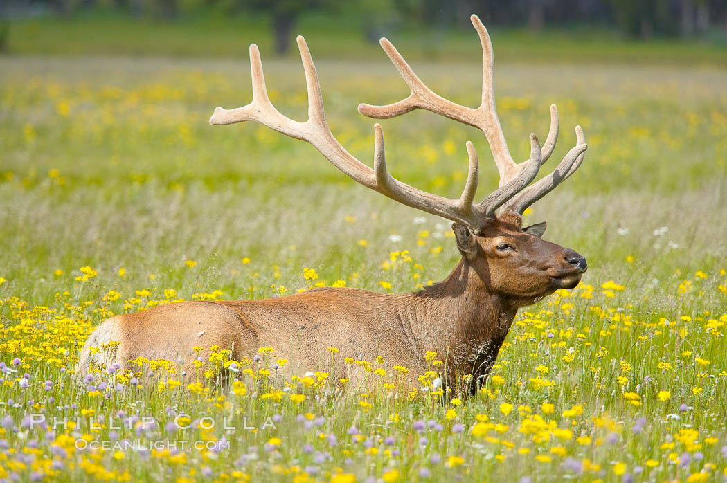 Elk rest in tall grass surrounded by wildflowers, Gibbon Meadow. Gibbon Meadows, Yellowstone National Park, Wyoming, USA, Cervus canadensis, natural history stock photograph, photo id 13218
