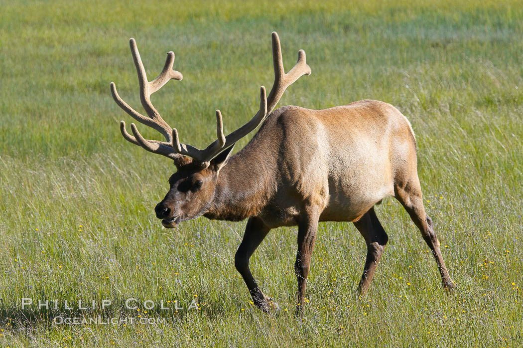 Bull elk, antlers bearing velvet, Gibbon Meadow. Elk are the most abundant large mammal found in Yellowstone National Park. More than 30,000 elk from 8 different herds summer in Yellowstone and approximately 15,000 to 22,000 winter in the park. Bulls grow antlers annually from the time they are nearly one year old. When mature, a bulls rack may have 6 to 8 points or tines on each side and weigh more than 30 pounds. The antlers are shed in March or April and begin regrowing in May, when the bony growth is nourished by blood vessels and covered by furry-looking velvet. Gibbon Meadows, Wyoming, USA, Cervus canadensis, natural history stock photograph, photo id 13238