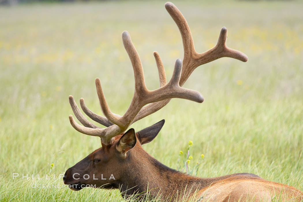 Bull elk, antlers bearing velvet, Gibbon Meadow. Elk are the most abundant large mammal found in Yellowstone National Park. More than 30,000 elk from 8 different herds summer in Yellowstone and approximately 15,000 to 22,000 winter in the park. Bulls grow antlers annually from the time they are nearly one year old. When mature, a bulls rack may have 6 to 8 points or tines on each side and weigh more than 30 pounds. The antlers are shed in March or April and begin regrowing in May, when the bony growth is nourished by blood vessels and covered by furry-looking velvet. Gibbon Meadows, Wyoming, USA, Cervus canadensis, natural history stock photograph, photo id 13242