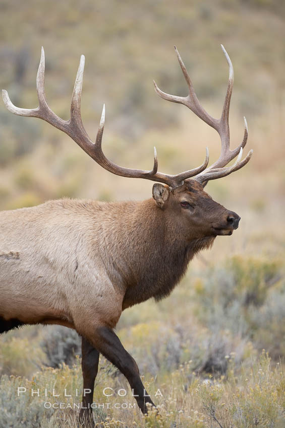 Bull elk in sage brush with large rack of antlers during the fall rut (mating season).  This bull elk has sparred with other bulls to establish his harem of females with which he hopes to mate. Mammoth Hot Springs, Yellowstone National Park, Wyoming, USA, Cervus canadensis, natural history stock photograph, photo id 19726