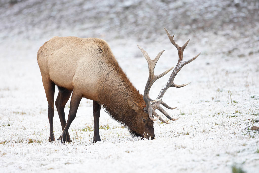 Large male elk (bull) in snow covered meadow near Madison River.  Only male elk have antlers, which start growing in the spring and are shed each winter. The largest antlers may be 4 feet long and weigh up to 40 pounds. Antlers are made of bone which can grow up to one inch per day. While growing, the antlers are covered with and protected by a soft layer of highly vascularised skin known as velvet. The velvet is shed in the summer when the antlers have fully developed. Bull elk may have six or more tines on each antler, however the number of tines has little to do with the age or maturity of a particular animal., Cervus canadensis, natural history stock photograph, photo id 19734