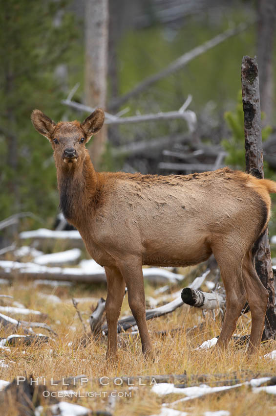 Juvenile elk in woods. Yellowstone National Park, Wyoming, USA, Cervus canadensis, natural history stock photograph, photo id 19786