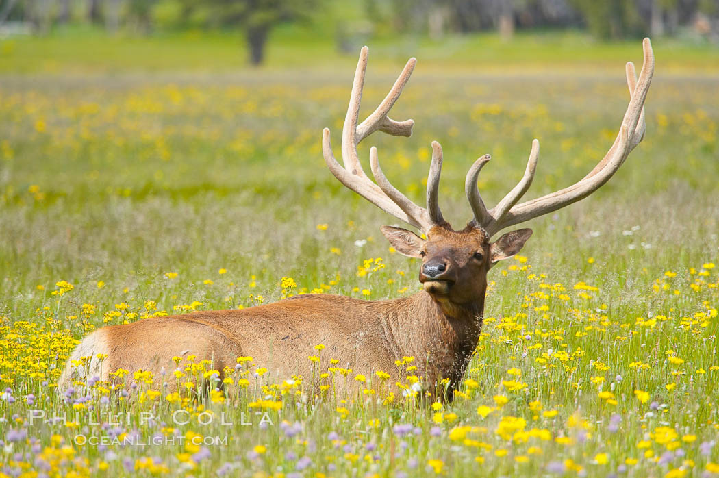 Elk rest in tall grass surrounded by wildflowers, Gibbon Meadow. Gibbon Meadows, Yellowstone National Park, Wyoming, USA, Cervus canadensis, natural history stock photograph, photo id 13176
