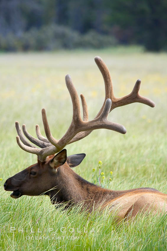 Bull elk, antlers bearing velvet, Gibbon Meadow. Elk are the most abundant large mammal found in Yellowstone National Park. More than 30,000 elk from 8 different herds summer in Yellowstone and approximately 15,000 to 22,000 winter in the park. Bulls grow antlers annually from the time they are nearly one year old. When mature, a bulls rack may have 6 to 8 points or tines on each side and weigh more than 30 pounds. The antlers are shed in March or April and begin regrowing in May, when the bony growth is nourished by blood vessels and covered by furry-looking velvet. Gibbon Meadows, Wyoming, USA, Cervus canadensis, natural history stock photograph, photo id 13216