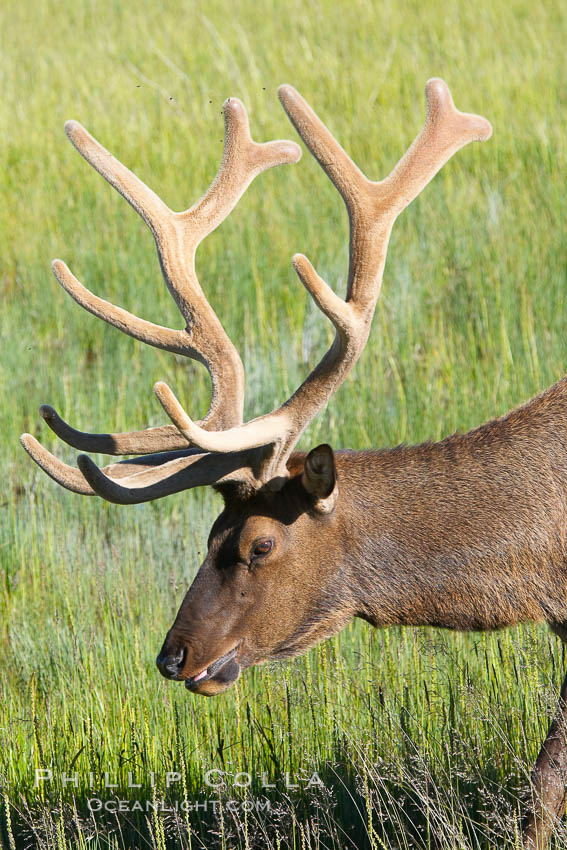 Bull elk, antlers bearing velvet, Gibbon Meadow. Elk are the most abundant large mammal found in Yellowstone National Park. More than 30,000 elk from 8 different herds summer in Yellowstone and approximately 15,000 to 22,000 winter in the park. Bulls grow antlers annually from the time they are nearly one year old. When mature, a bulls rack may have 6 to 8 points or tines on each side and weigh more than 30 pounds. The antlers are shed in March or April and begin regrowing in May, when the bony growth is nourished by blood vessels and covered by furry-looking velvet. Gibbon Meadows, Wyoming, USA, Cervus canadensis, natural history stock photograph, photo id 13224