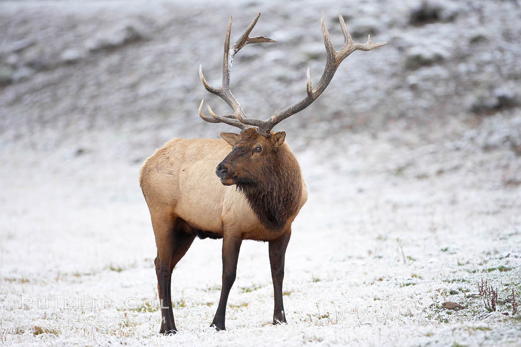 Large male elk (bull) in snow covered meadow near Madison River.  Only male elk have antlers, which start growing in the spring and are shed each winter. The largest antlers may be 4 feet long and weigh up to 40 pounds. Antlers are made of bone which can grow up to one inch per day. While growing, the antlers are covered with and protected by a soft layer of highly vascularised skin known as velvet. The velvet is shed in the summer when the antlers have fully developed. Bull elk may have six or more tines on each antler, however the number of tines has little to do with the age or maturity of a particular animal. Yellowstone National Park, Wyoming, USA, Cervus canadensis, natural history stock photograph, photo id 19692