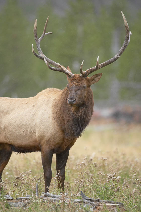 Elk, bull elk, adult male elk with large set of antlers.  By September, this bull elk's antlers have reached their full size and the velvet has fallen off. This bull elk has sparred with other bulls for access to herds of females in estrous and ready to mate. Yellowstone National Park, Wyoming, USA, Cervus canadensis, natural history stock photograph, photo id 19740