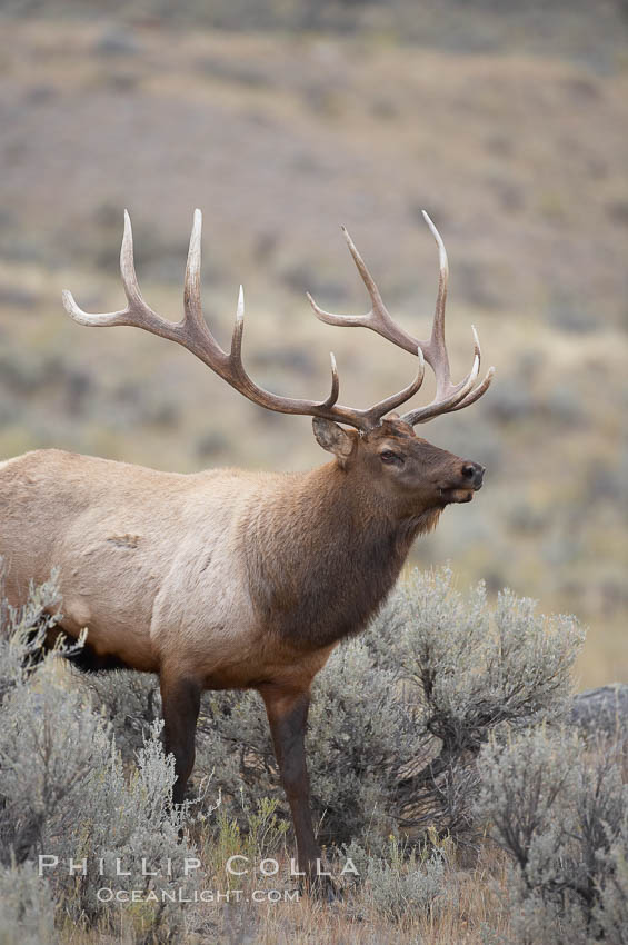 Bull elk in sage brush with large rack of antlers during the fall rut (mating season).  This bull elk has sparred with other bulls to establish his harem of females with which he hopes to mate. Mammoth Hot Springs, Yellowstone National Park, Wyoming, USA, Cervus canadensis, natural history stock photograph, photo id 19760